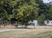 Puma_IMG_20260816_143358