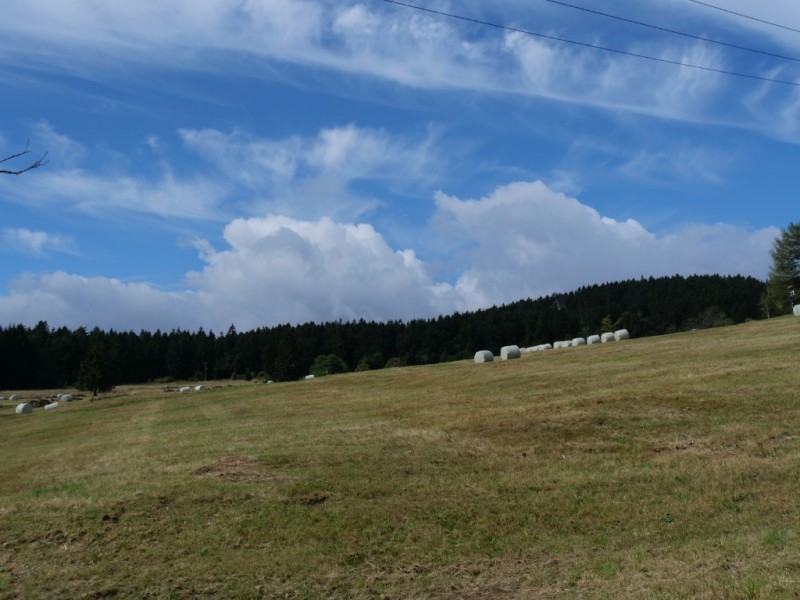 Puma_P1158529