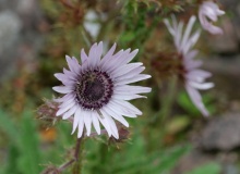 P1158643