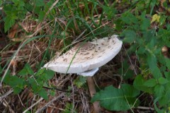 Von Pfaffeneck nach Boppard