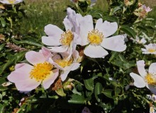 IMG_20250620_112403
