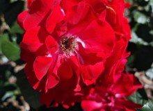IMG_20250620_161525