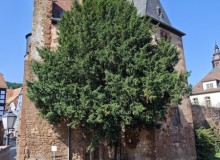 IMG_20250621_164425