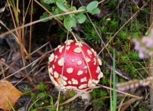 P1415830