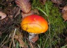 P1415833