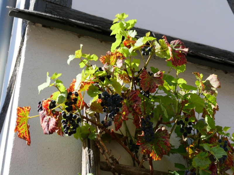 P1147023