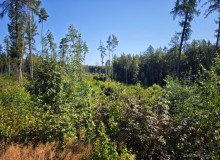 Puma_IMG_20260808_103040