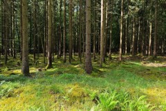 Wanderung Spessart 05.06.2026