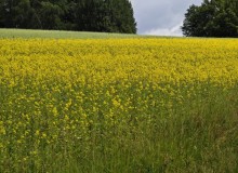IMG_20260605_105028