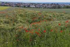 Wanderung Spessart 06.06.2026
