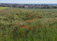 IMG_20260606_094653