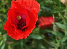 IMG_20260606_114417