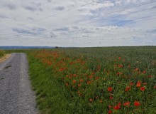 IMG_20260606_114431