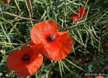 IMG_20250614_092417