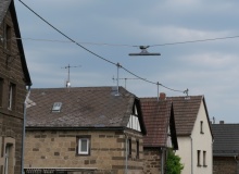 P1359481