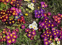 IMG_20260321_101233