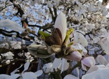 IMG_20260321_101620