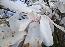 IMG_20260321_101628