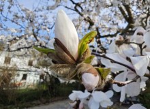 IMG_20260321_101635