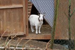 Wanderung von Adenau nach Kempenich