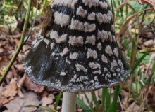 IMG_20251018_095820