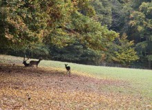 IMG_20251018_103539