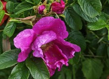 IMG_20260520_111526