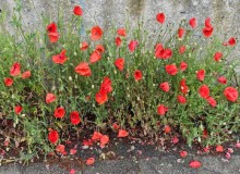 IMG_20260520_114031