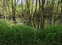 IMG_20260520_130149