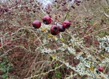 IMG_20251206_104530