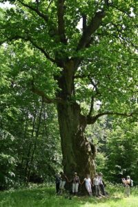 Das Naturdenkmal Hammundeseiche