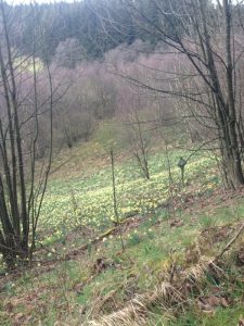 Narzissenblüte im Naturpark Nordeifel, Foto von Gertraud Knoblauch