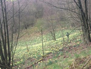 Narzissenblüte im Naturpark Nordeifel, Foto von Gertraud Knoblauch