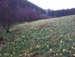 Narzissenwiesen im Oleftal, Foto von Kasimir Kinder (3)