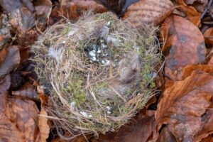 Nest von einer Meise