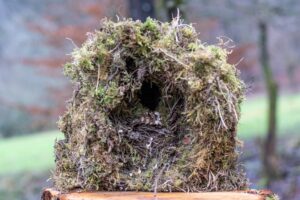 Nest einer Wasseramsel