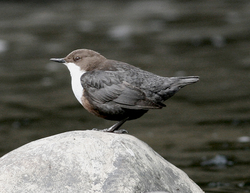 Wasseramsel